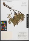 Foto von Salix waldsteiniana Willd.